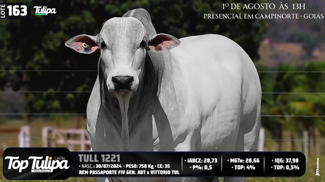 Lote 163