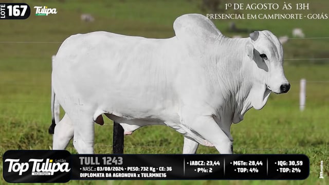 Lote 167
