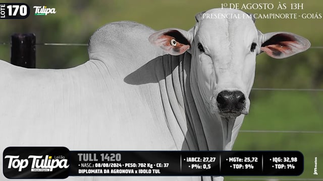 Lote 170