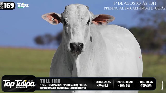 Lote 169