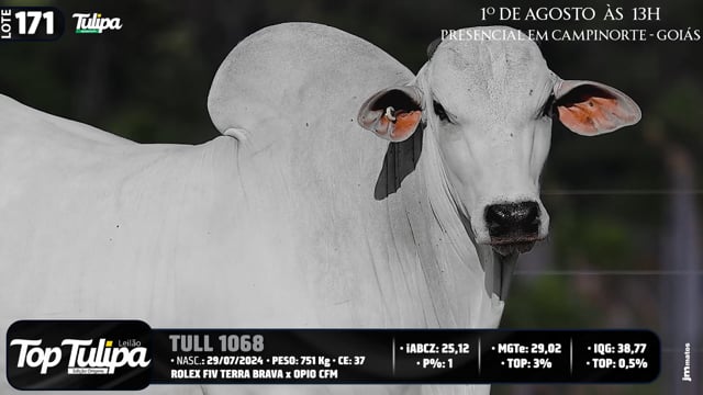 Lote 171