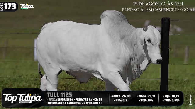 Lote 173