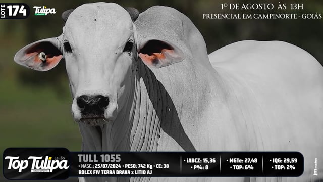 Lote 174
