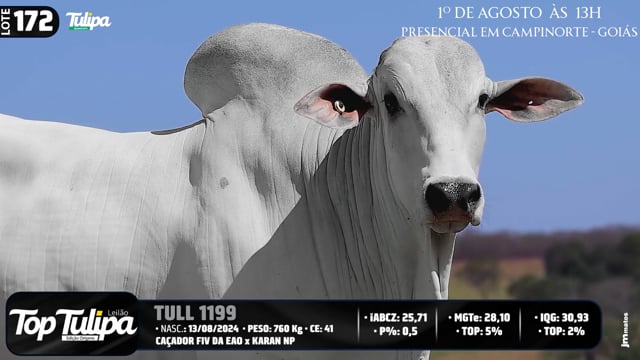 Lote 172