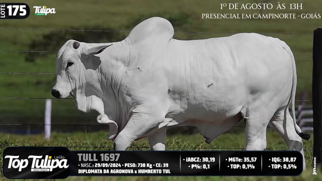 Lote 175
