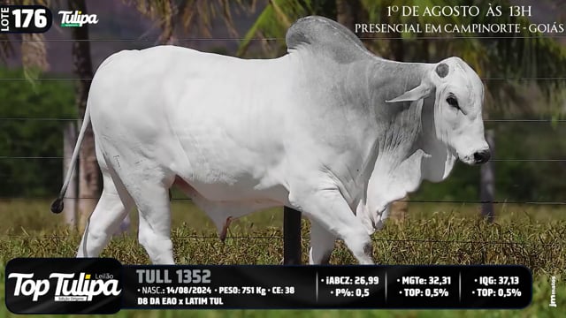 Lote 176