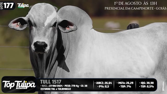 Lote 177