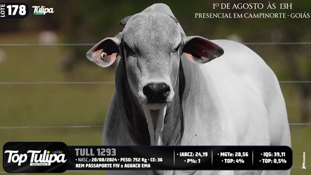 Lote 178