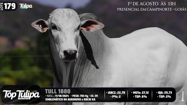 Lote 179