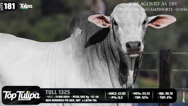 Lote 181