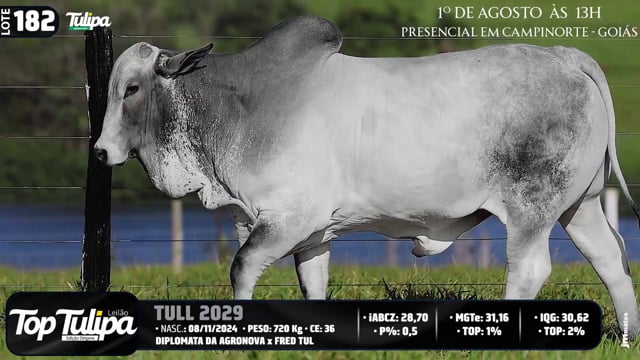 Lote 182