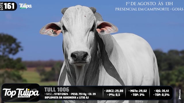 Lote 161