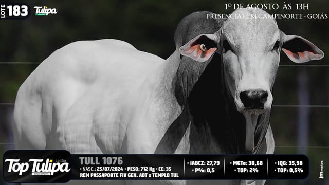Lote 183