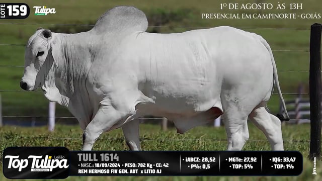 Lote 159