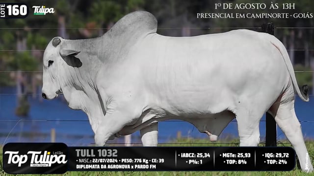 Lote 160