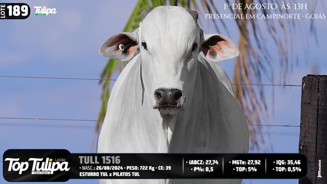 Lote 189