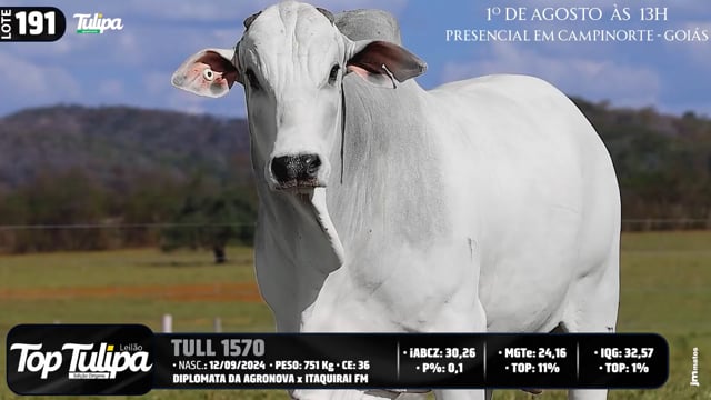 Lote 191