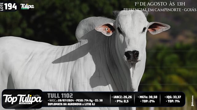 Lote 194