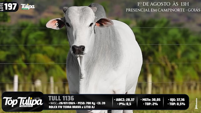 Lote 197