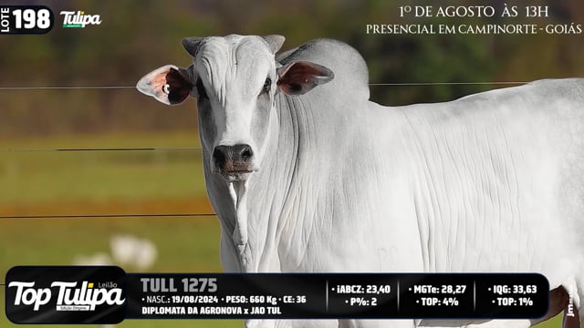 Lote 198