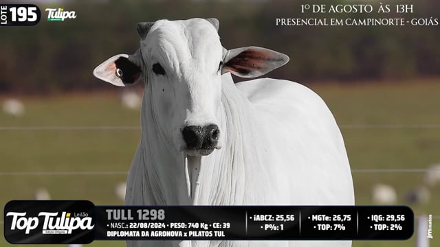 Lote 195
