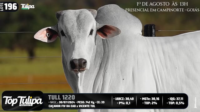 Lote 196