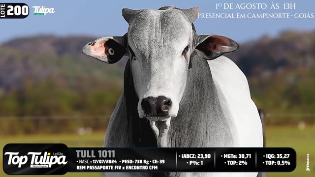 Lote 200