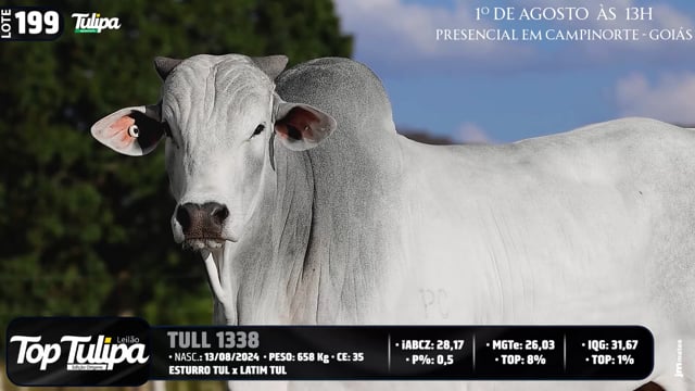 Lote 199
