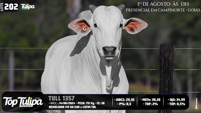 Lote 202