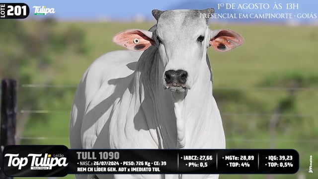 Lote 201