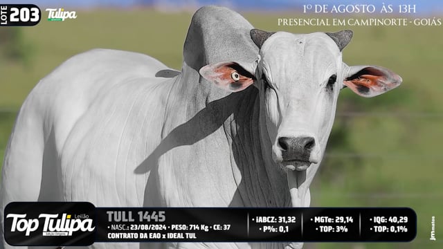 Lote 203