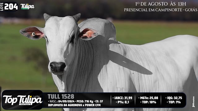 Lote 204