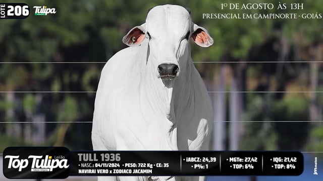 Lote 206