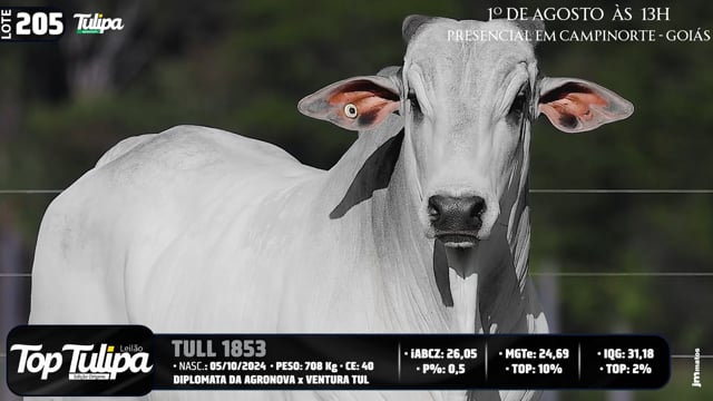 Lote 205