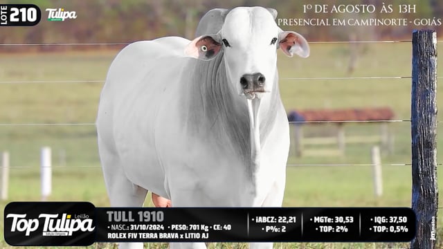 Lote 210