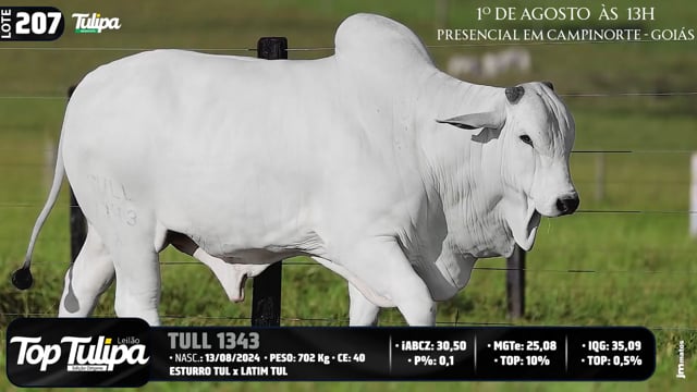 Lote 207