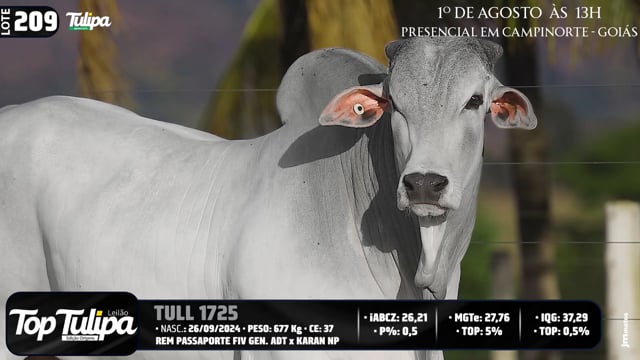 Lote 209
