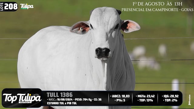 Lote 208