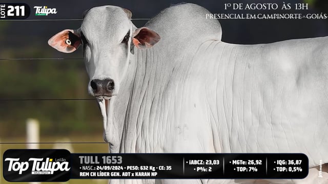 Lote 211