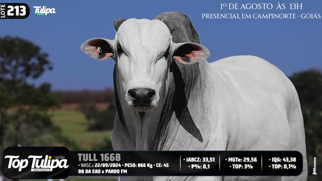 Lote 213
