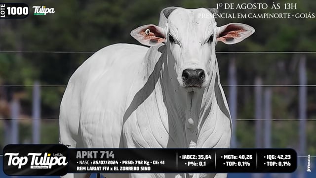 Lote 1000