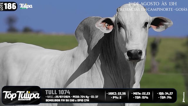 Lote 186
