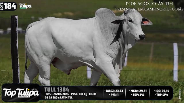 Lote 184