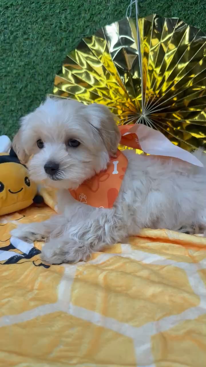 Male Morkie puppy named Mango for sale at Puppy Dreams - Idaho. video thumbnail