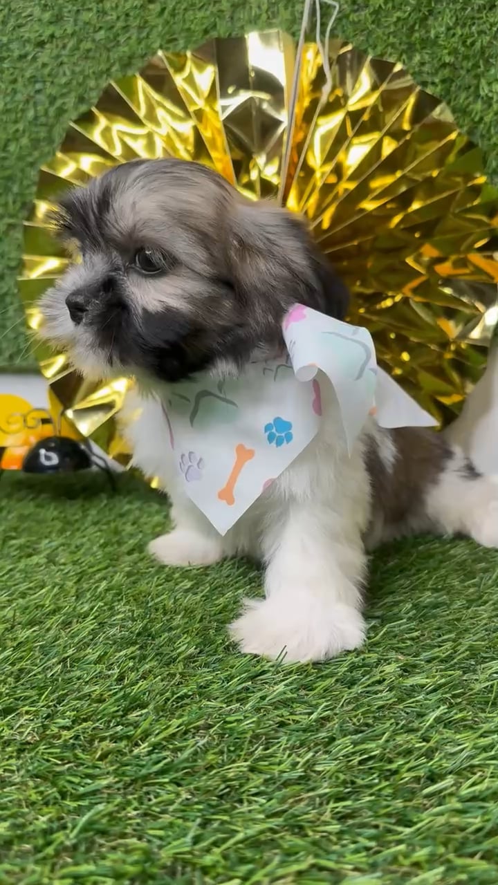 Female Teddy Bear puppy named Cookie for sale at Puppy Dreams - Idaho. video thumbnail