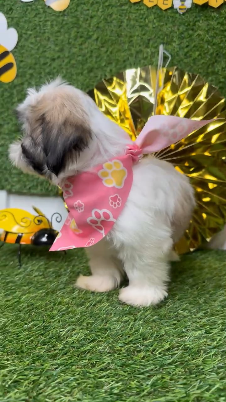 Female Teddy Bear puppy named Muffin for sale at Puppy Dreams - Idaho. video thumbnail