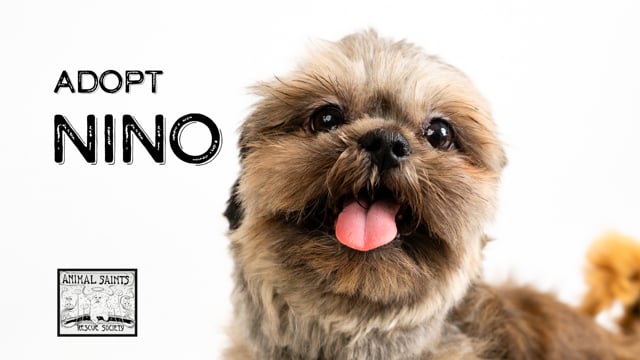 Enlarge Nino, an adoptable Shih Tzu in Fort Montgomery, NY video 6/6