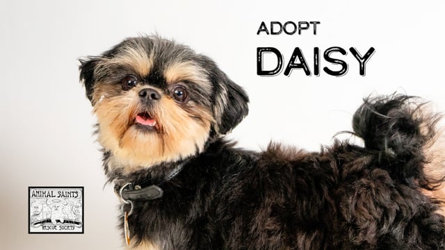 Enlarge Daisy, a ADOPTABLE Shih Tzu in Fort Montgomery, NY video 6/6