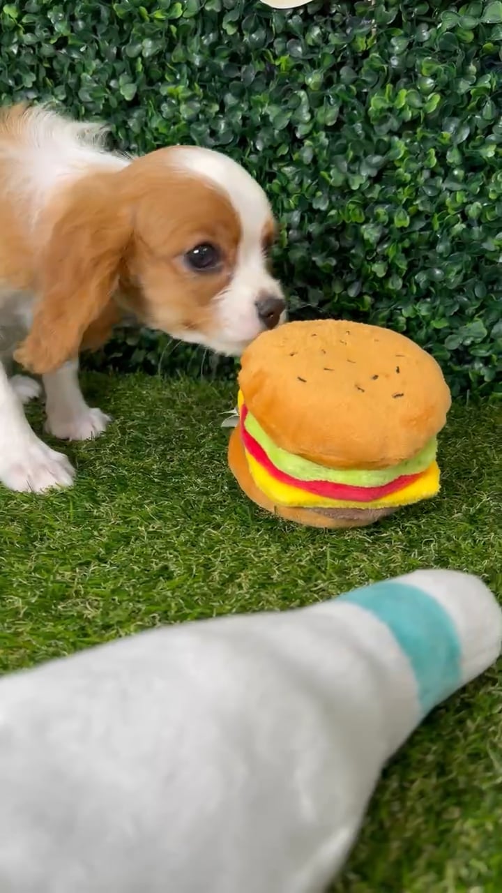 Male Cavalier King Charles Spaniel puppy named Mr. Jasper for sale at Puppy Dreams - Missouri City. video thumbnail
