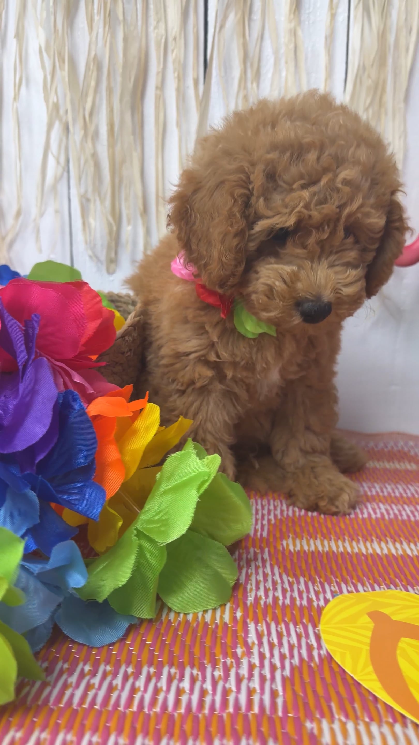 Female Mini Goldendoodle puppy named Honey for sale at Puppy Dreams Puyallup. video thumbnail